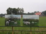 schapen